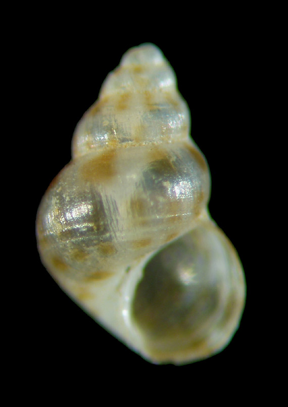 Il genere Setia e Crisilla nel Mediteraneo